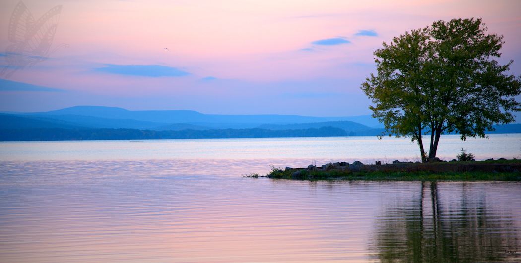 Lake and tree at dawn